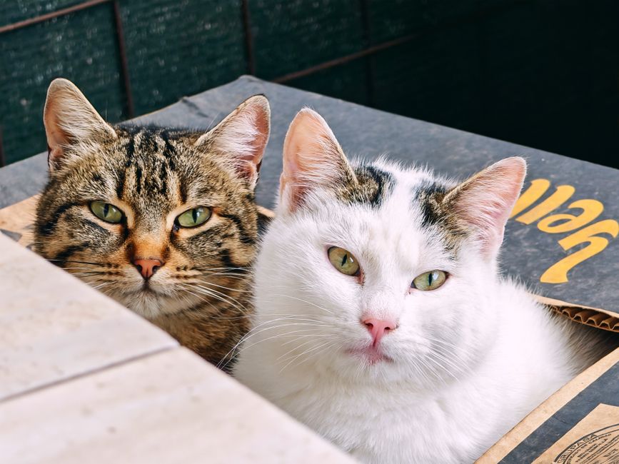 Żwirek szkodzi środowisku - fakty i mity o wpływie 4 Close-up of two adorable cats resting together in a cozy cardboard box, expressing warmth and companionship.
