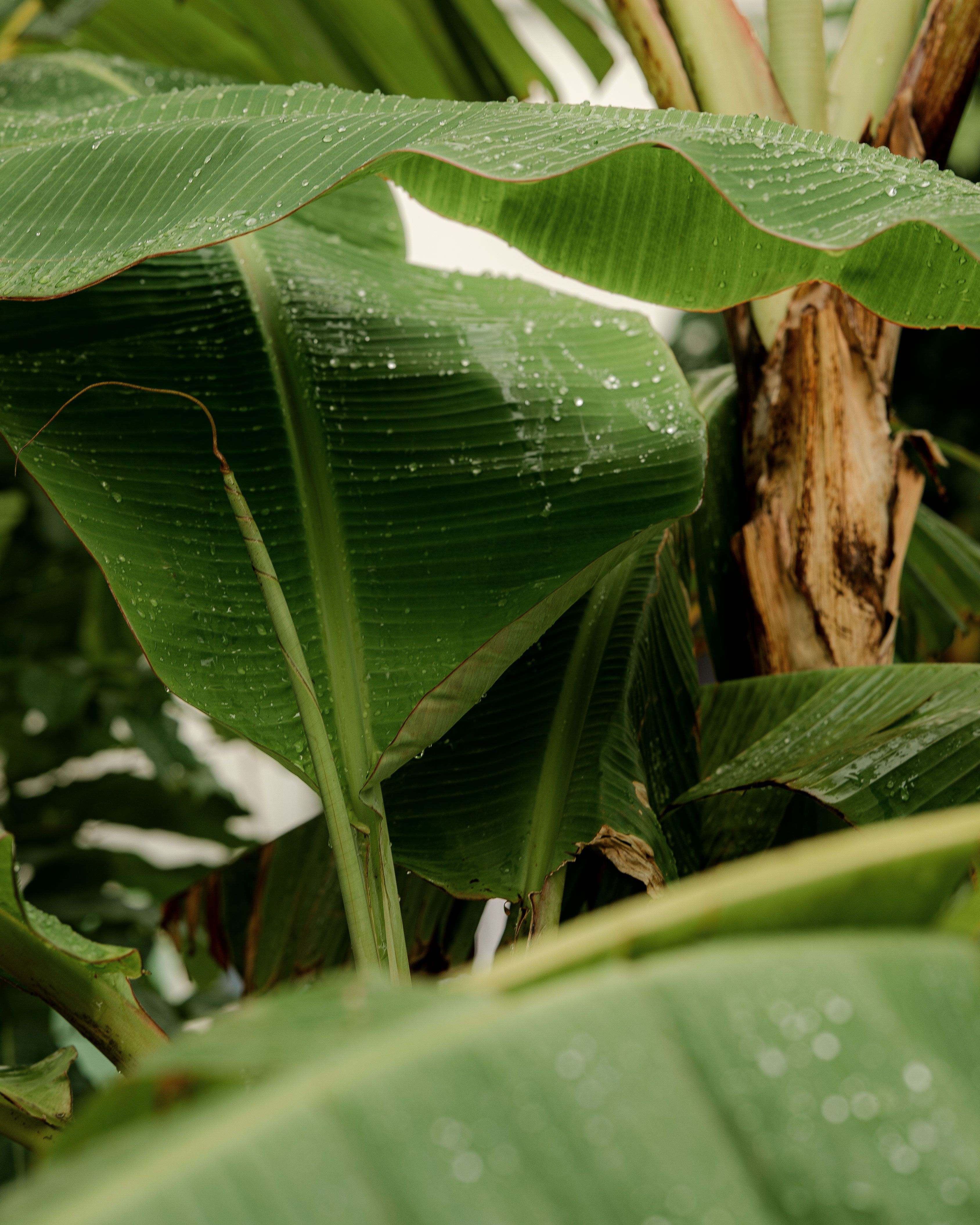 Fresh dew on vibrant banana leaves in nature