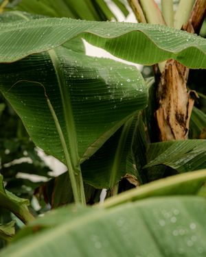 Fresh dew on vibrant banana leaves in nature