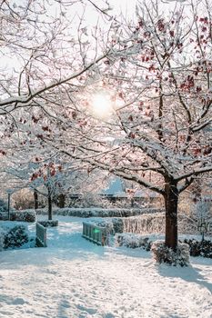 A tranquil winter scene featuring snow-covered trees and a small footbridge on a sunny day.