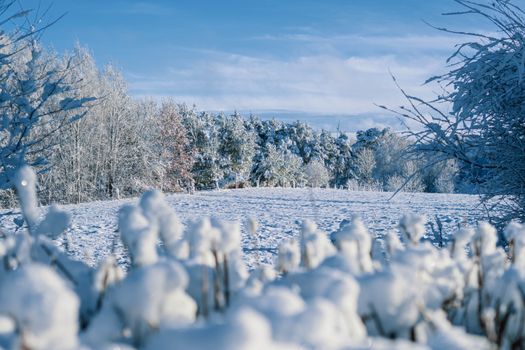 A serene winter landscape with snow-covered trees under a clear blue sky.