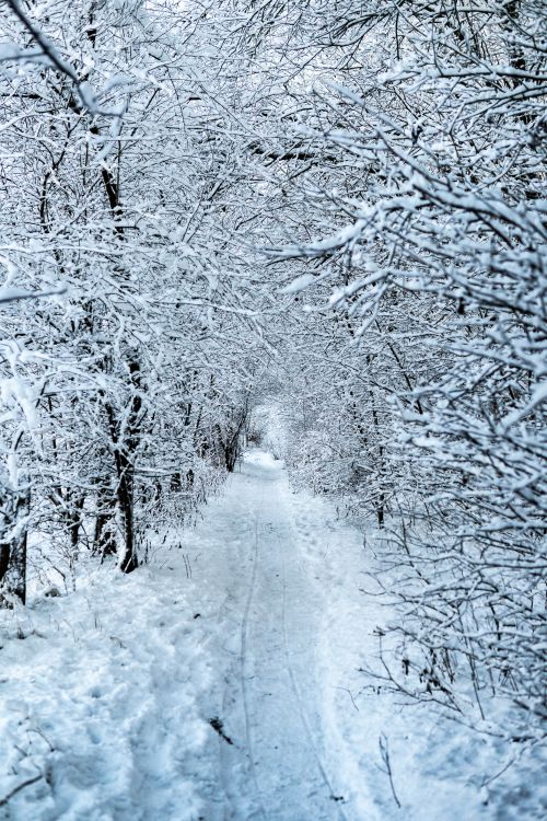 Free A tranquil winter path through a snowy forest, showcasing natural beauty and seasonal charm. Stock Photo