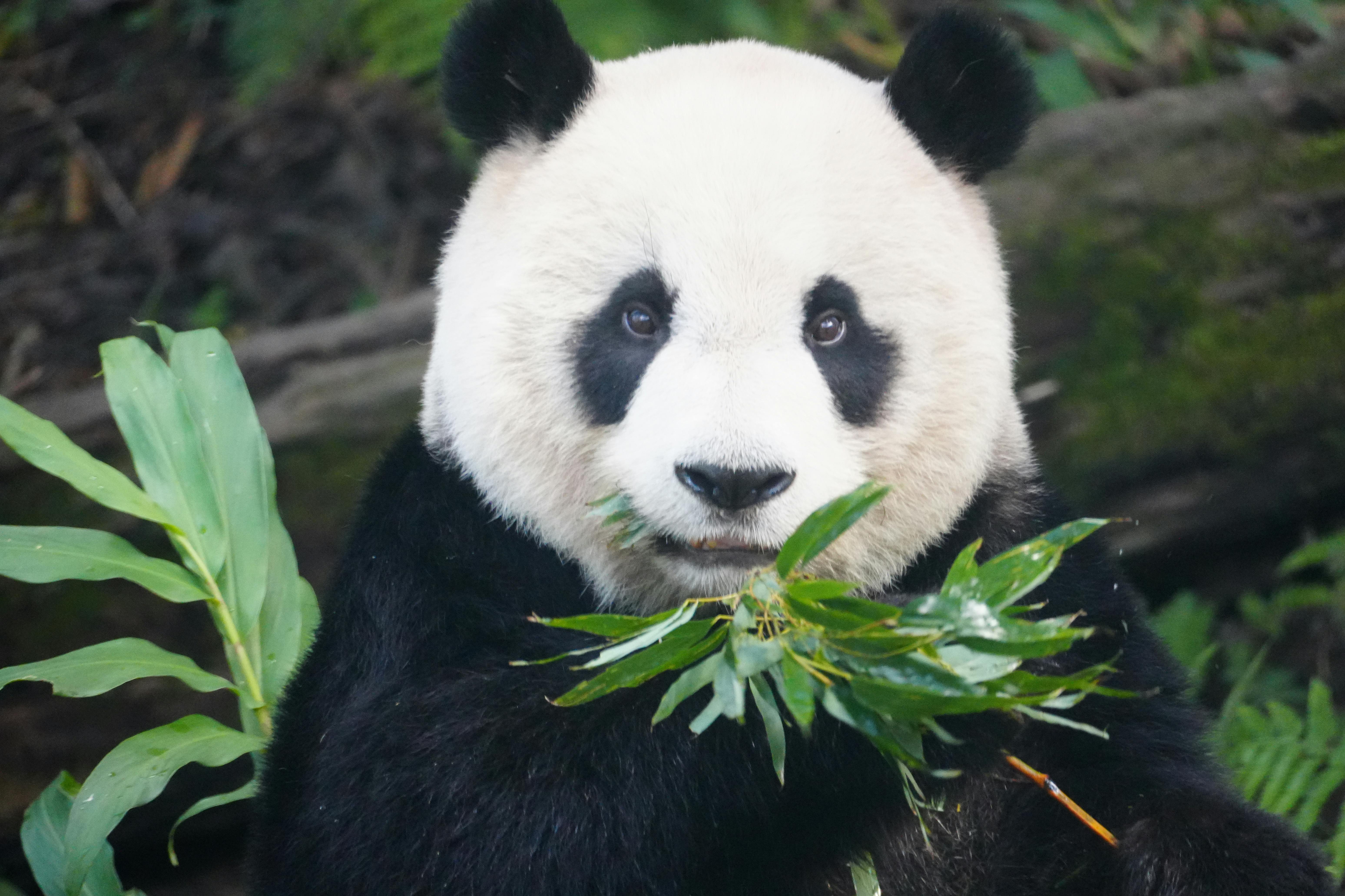 Bear Greg - Hard Fought