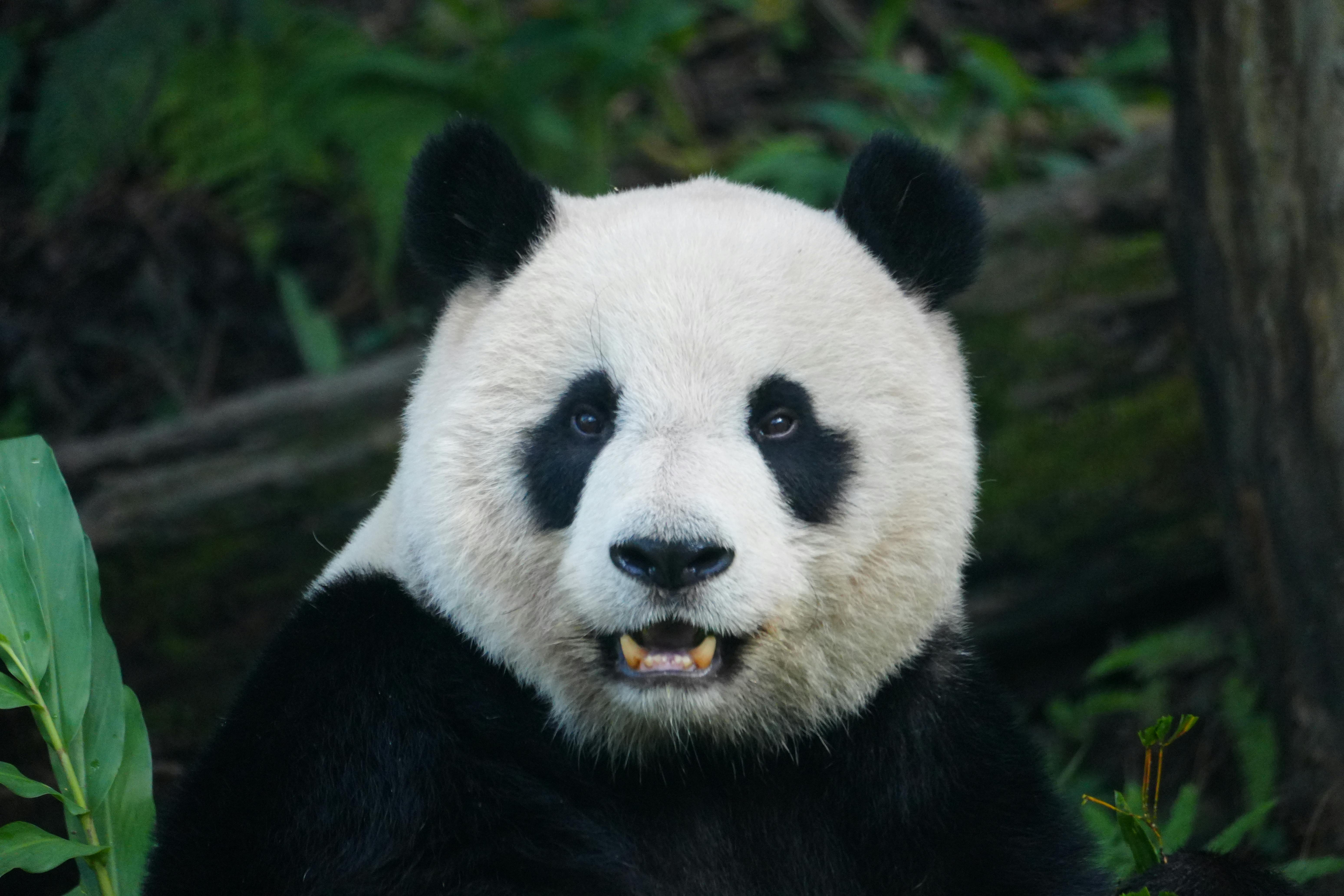 A vivid portrait of a Giant Panda surrounded by lush green foliage.