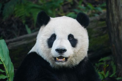 Free A vivid portrait of a Giant Panda surrounded by lush green foliage. Stock Photo