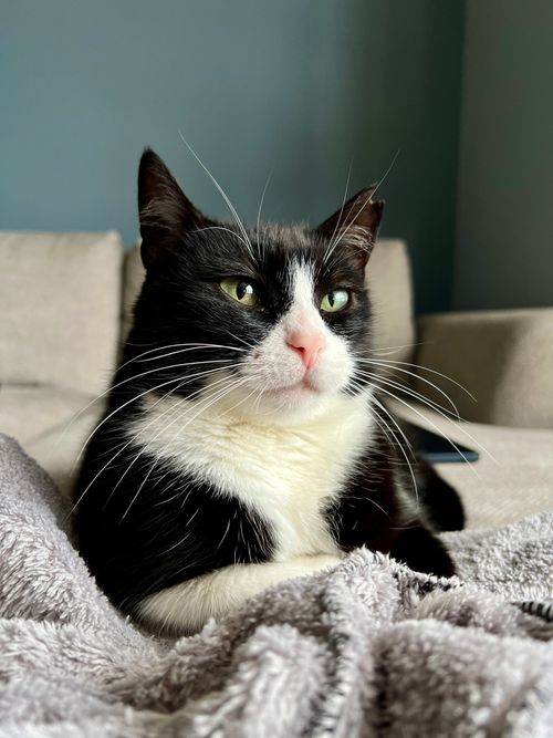 Free stock photo of black, black and white, cat Stock Photo