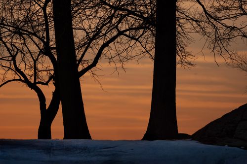 Free Peaceful winter morning scene with silhouetted trees at sunrise in Stamford, Connecticut. Stock Photo
