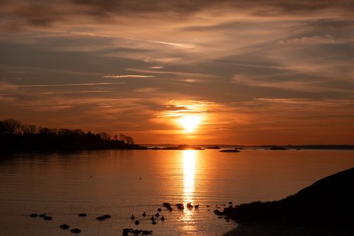Free Peaceful winter sunrise at Cove Island Park, Stamford, Connecticut with geese on the water. Stock Photo