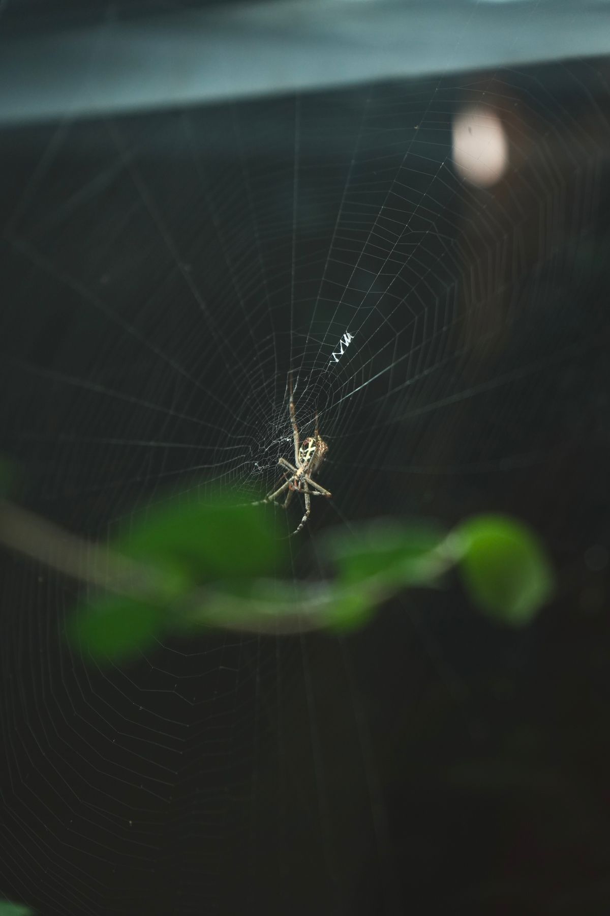 Senpai Spider Photos, Download The BEST Free Senpai Spider Stock Photos ...