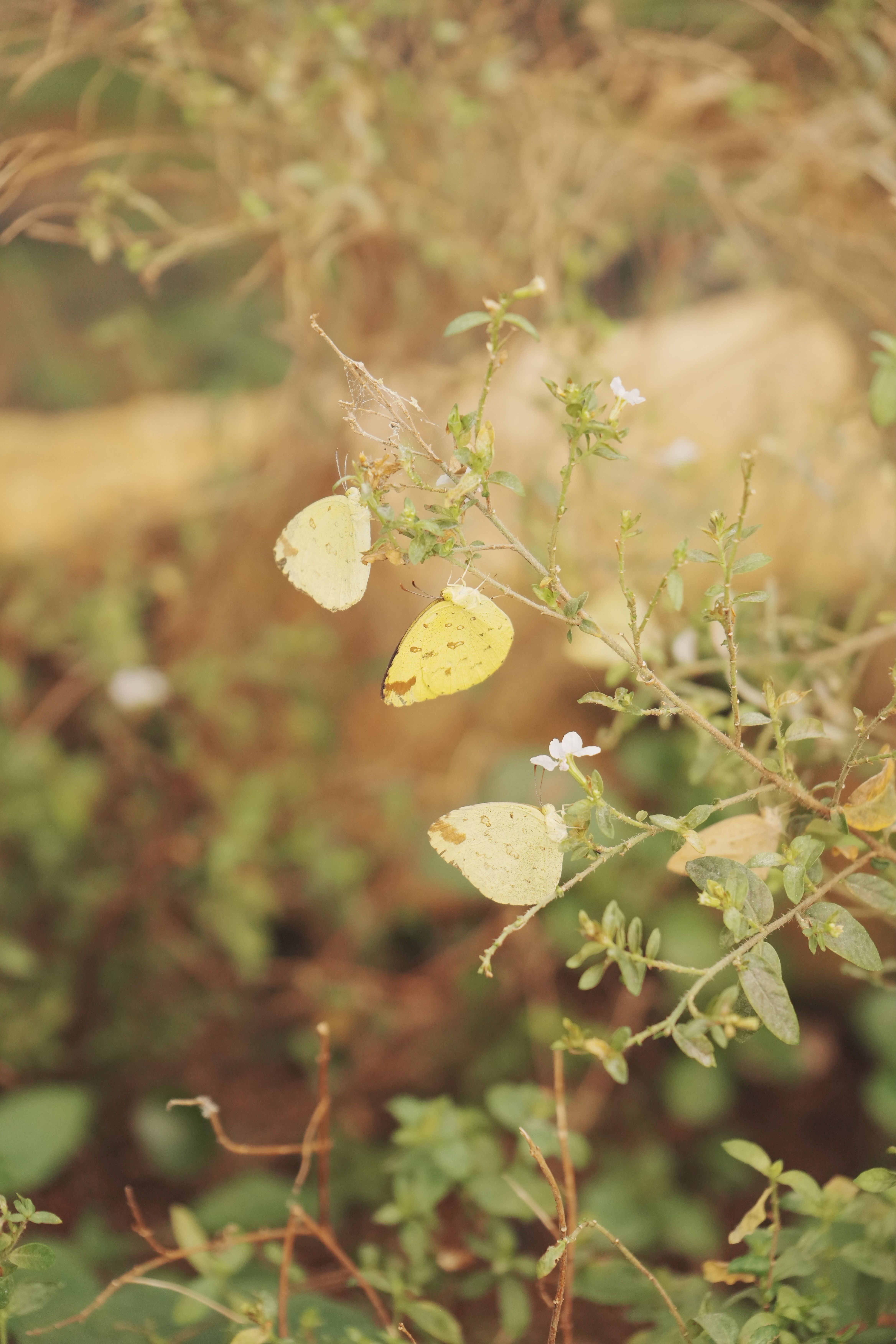 Spring Insect Photos, Download The BEST Free Spring Insect Stock Photos ...