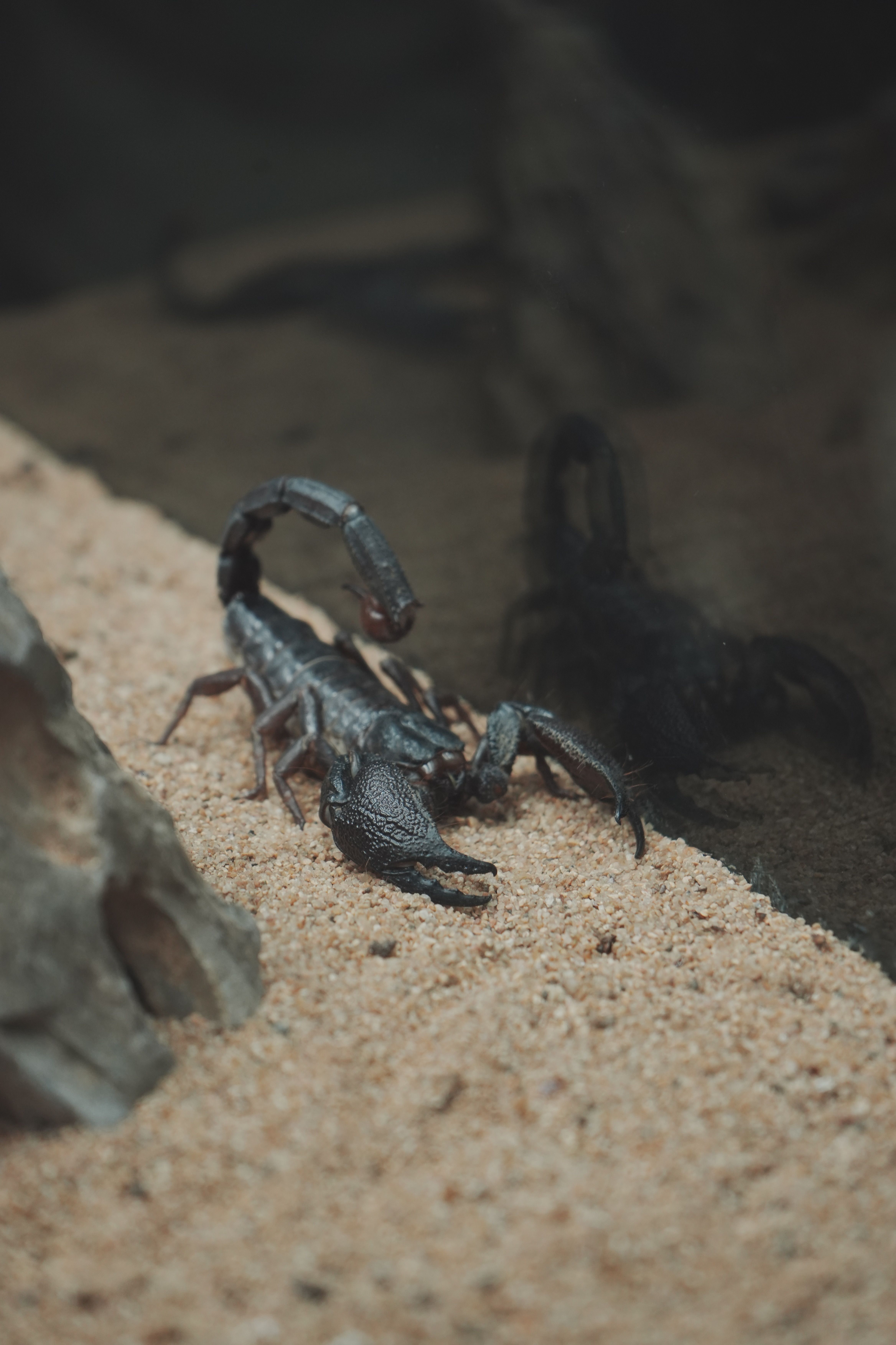 Was für eine Art ist das: Skorpion