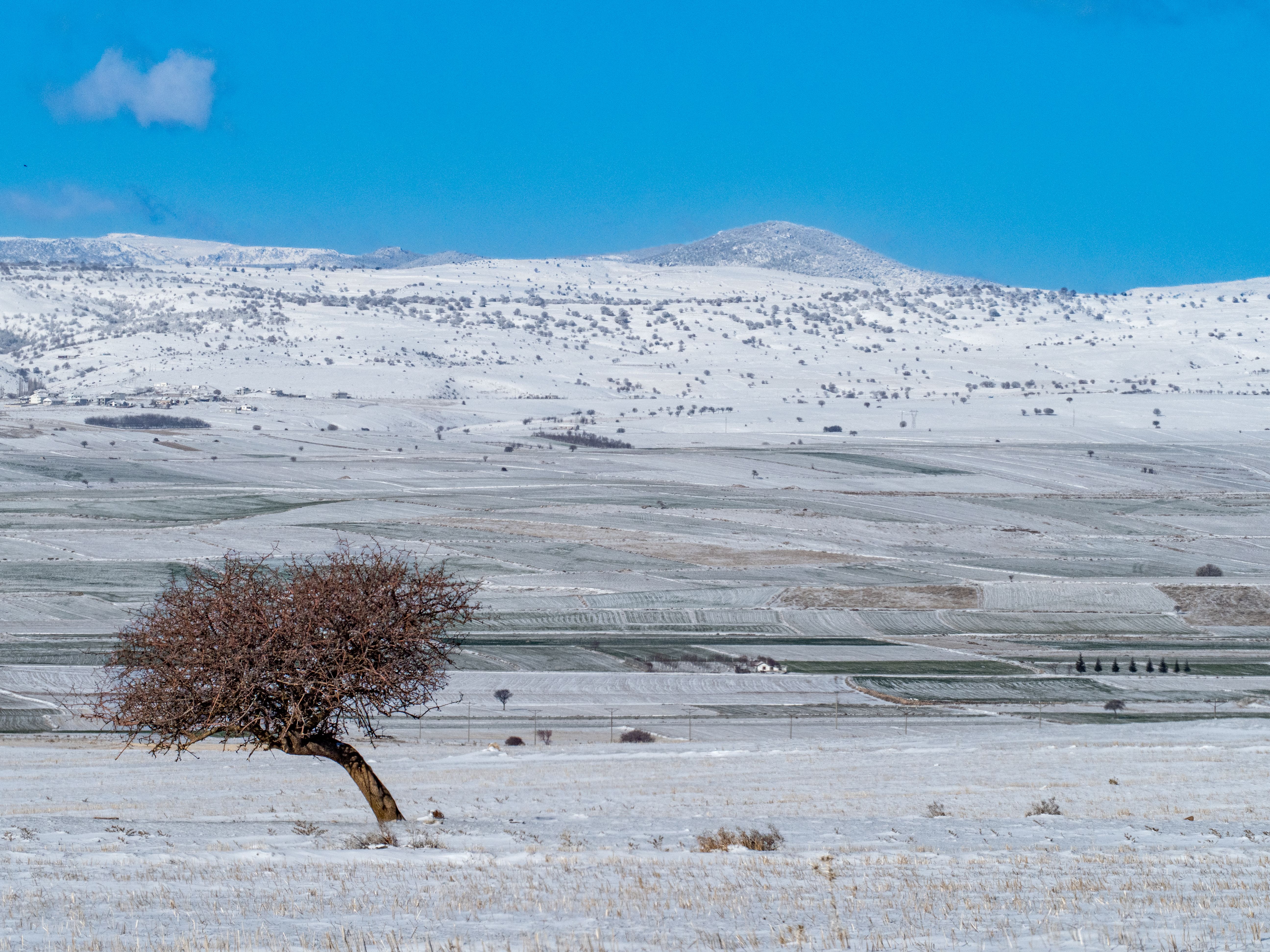Solitary Tree in Expansive Snowy Winter Landscape · Free Stock Photo