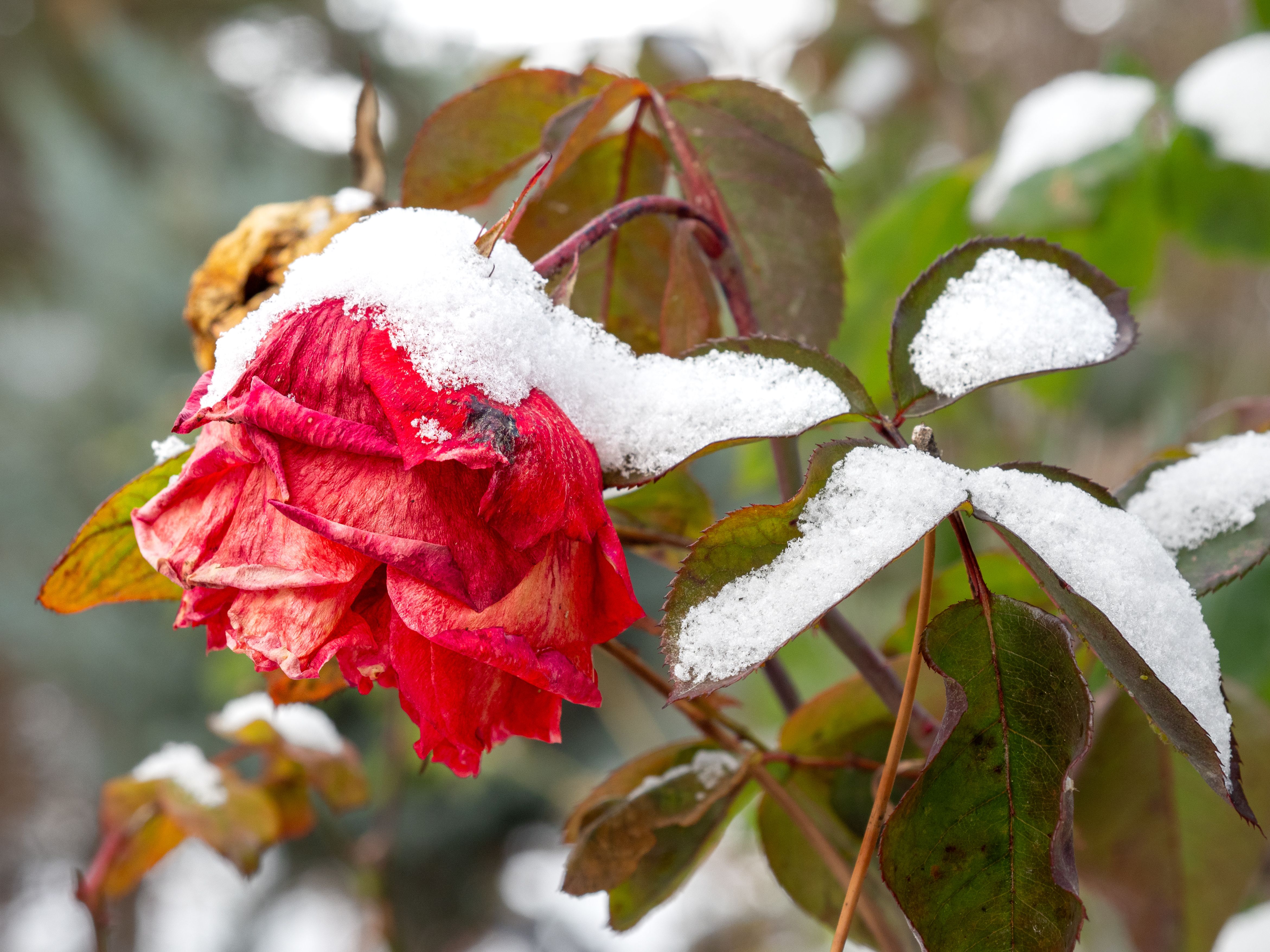 Red Rose Covered with Fresh Winter Snow · Free Stock Photo