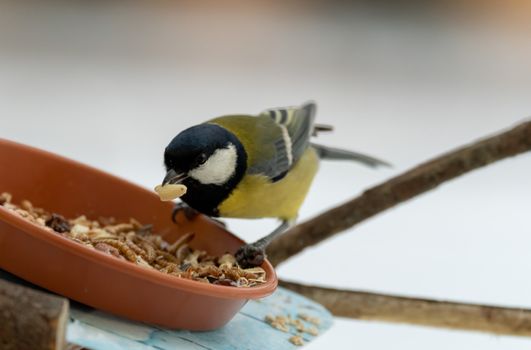 A close-up shot of a coal tit bird feeding on seeds from a bowl outdoors during winter.