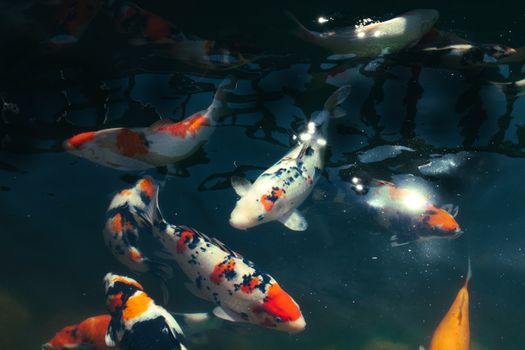 Vibrant koi fish with traditional markings gliding through a serene pond.