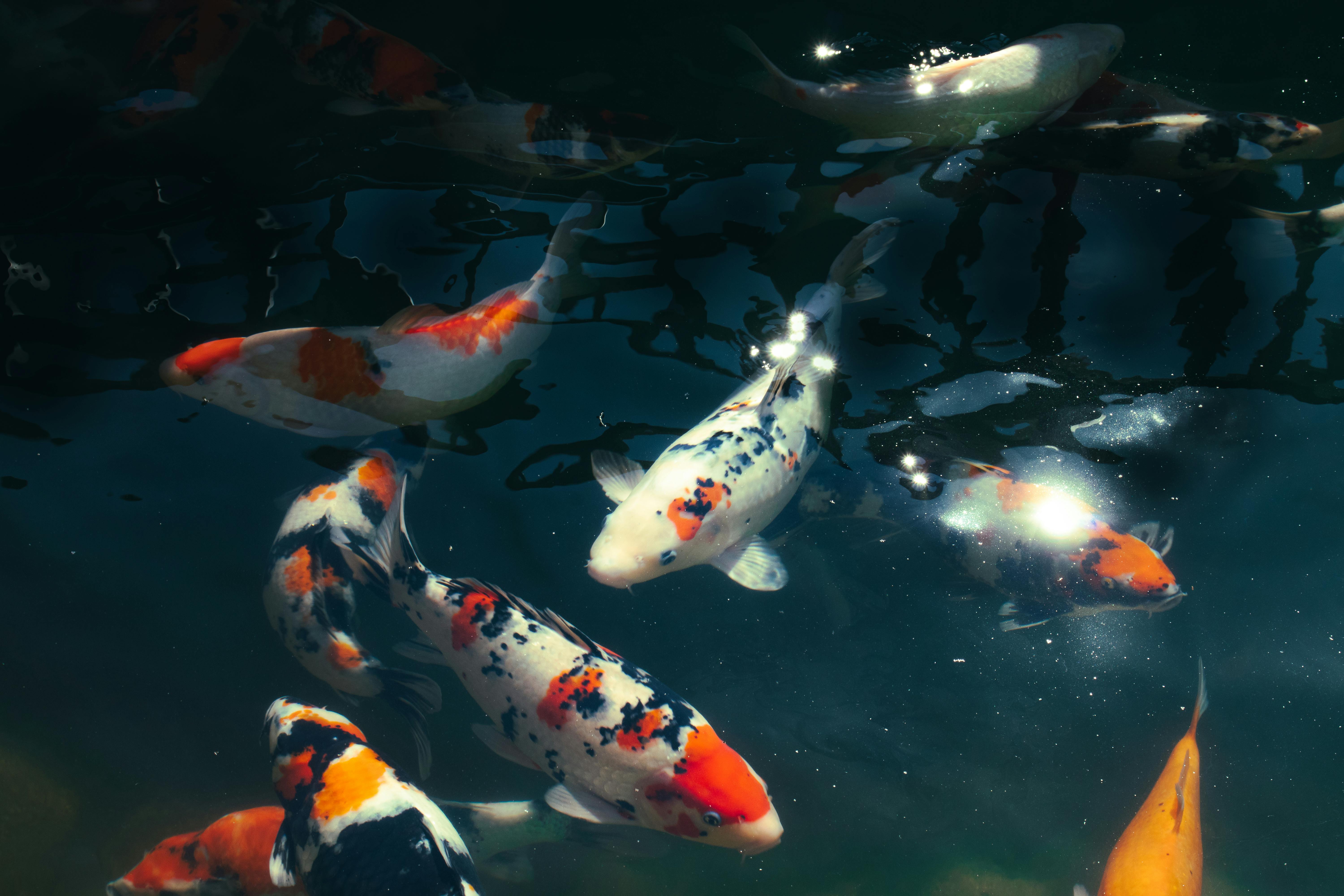 Bezpłatne Żywe ryby koi z tradycyjnym wzorem, sunące po spokojnym stawie. Zdjęcie z galerii