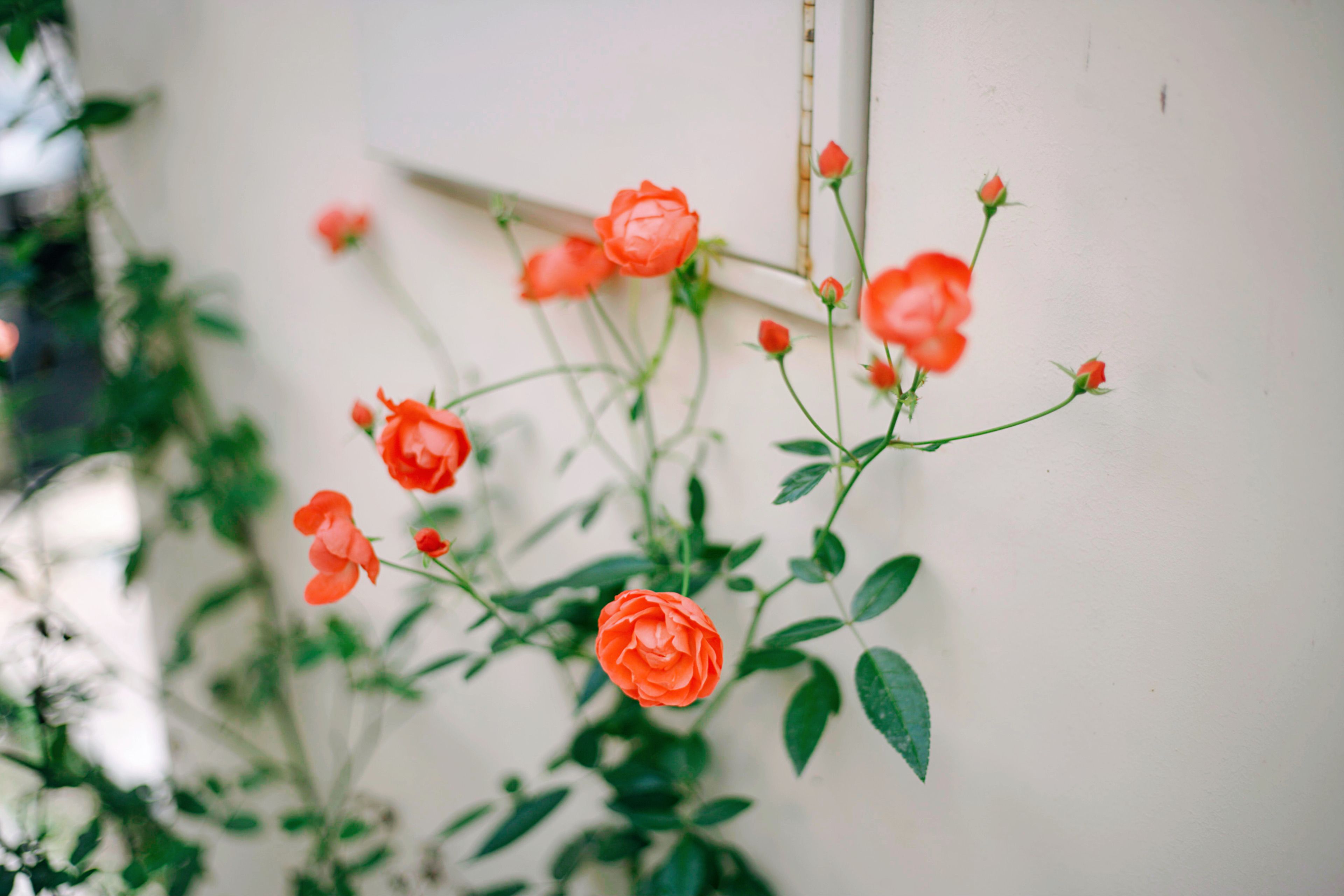 Unlocking Full Cane Blooms on Established Climbing Roses: Strategic Training, Pruning, and Feeding for Top-to-Bottom Color