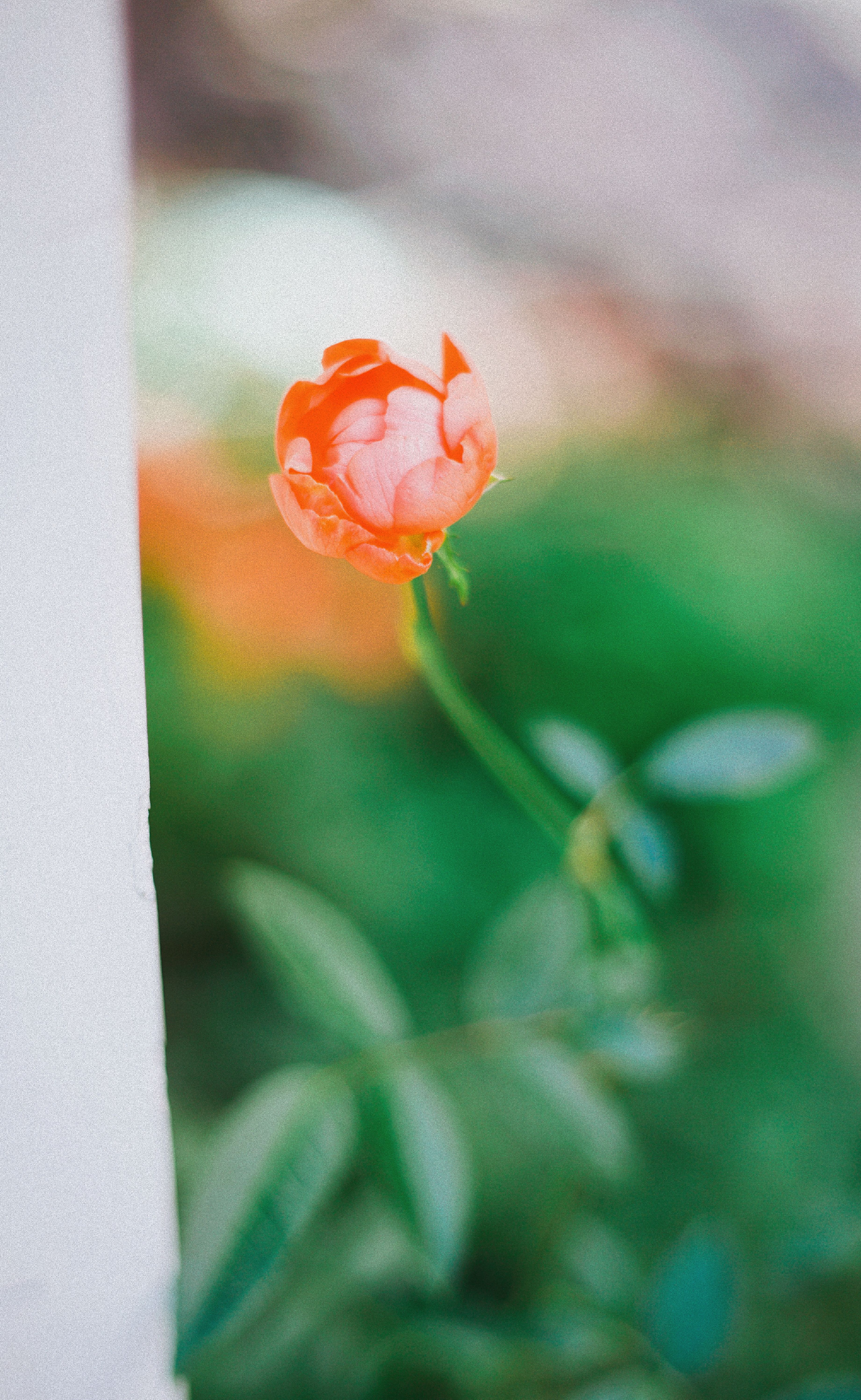 Vibrant Orange Rose in Natural Garden Setting · Free Stock Photo