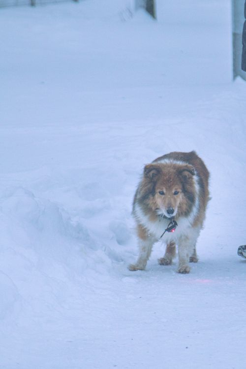 Free Winter Dog Stock Photo
