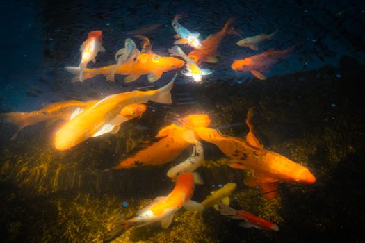 fish photo