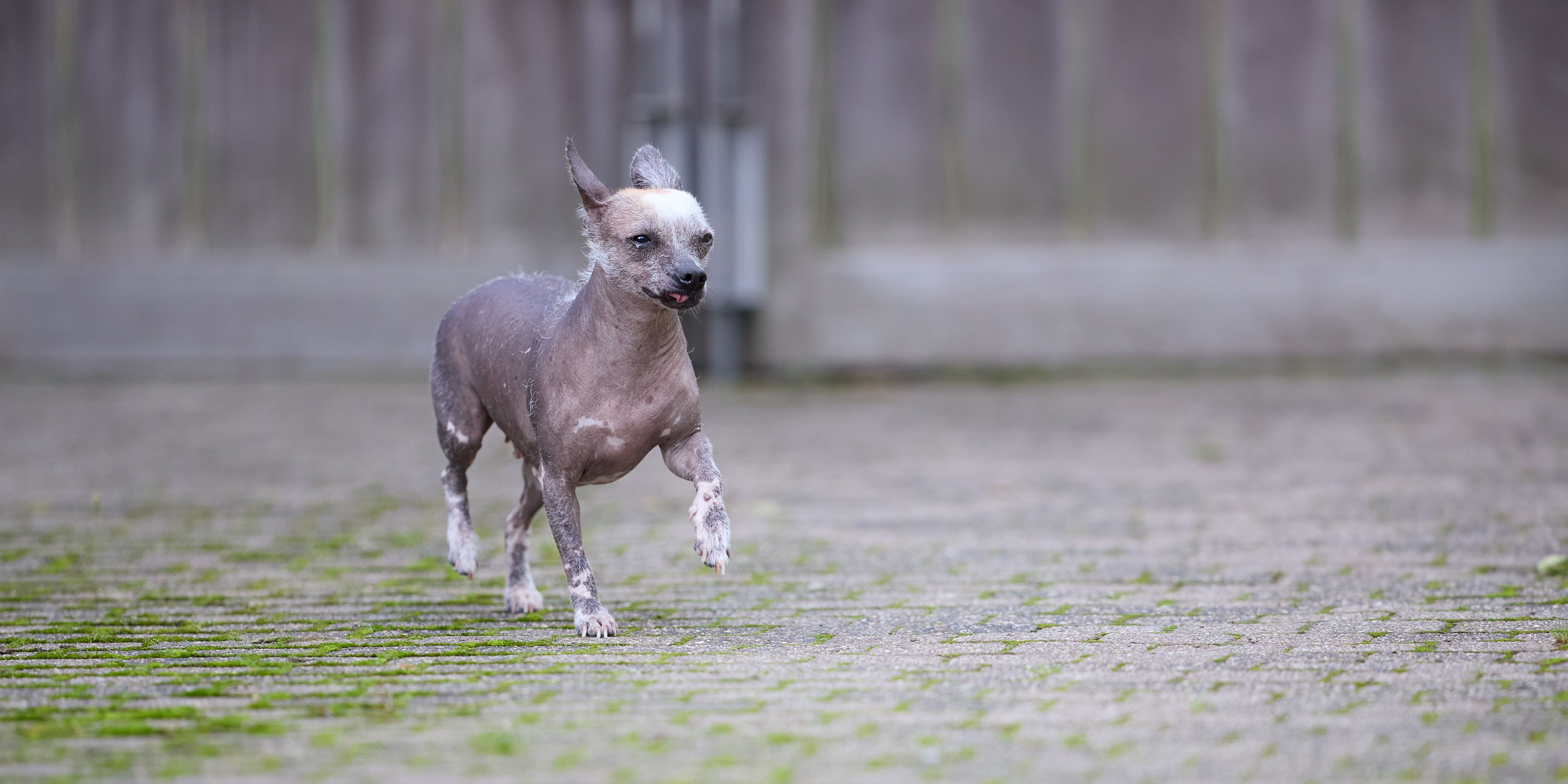 Myth 1: "Hairless Means They Are Maintenance-Free"