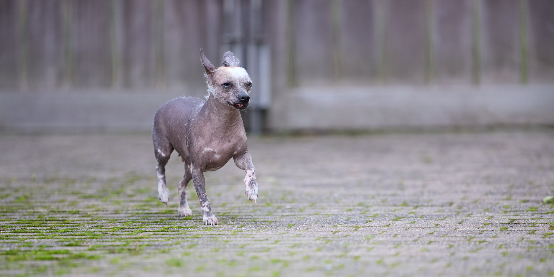 Myth 1: "Hairless Means They Are Maintenance-Free"