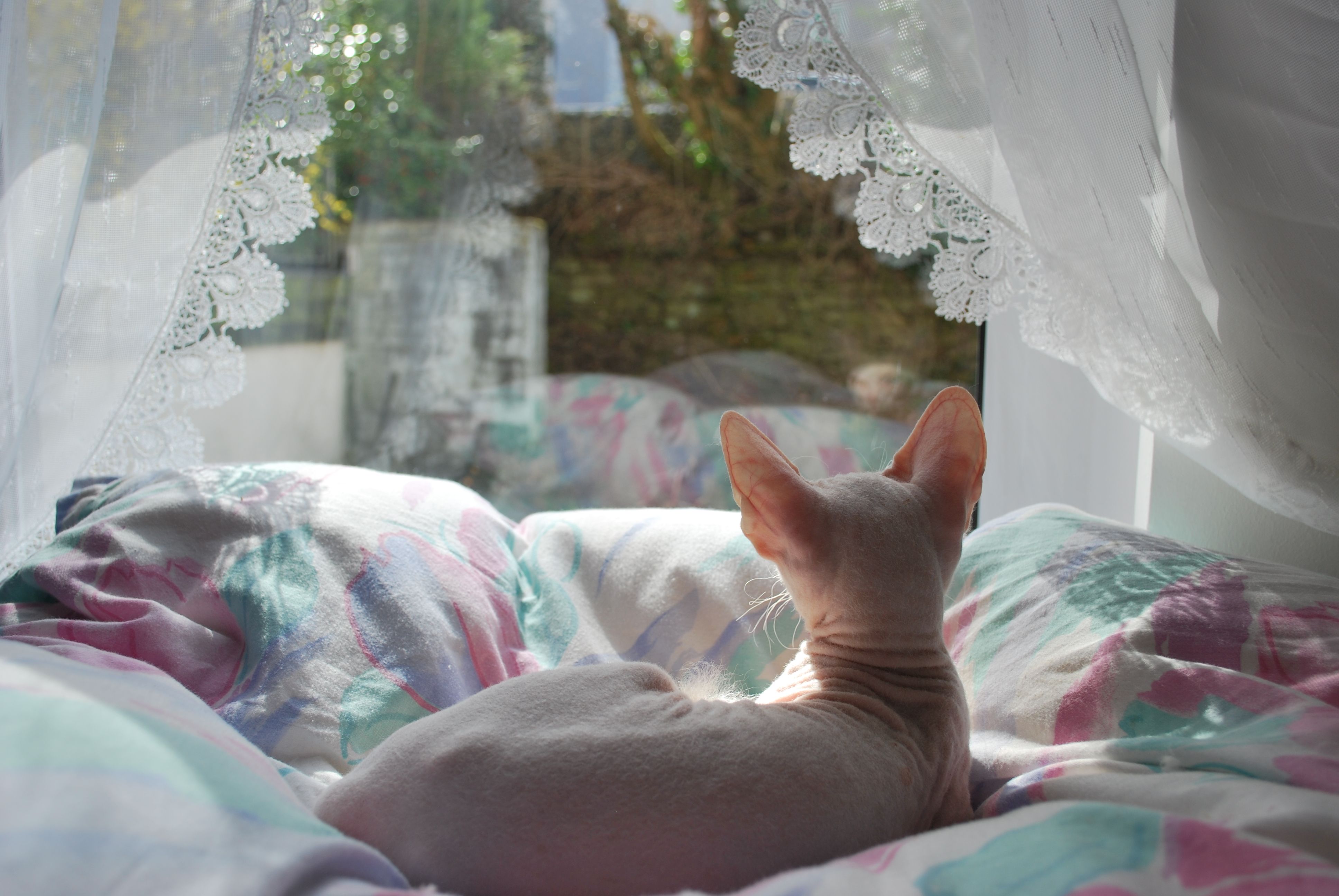 A Sphynx cat enjoys a sunny day lounging on a cozy bed by the window.