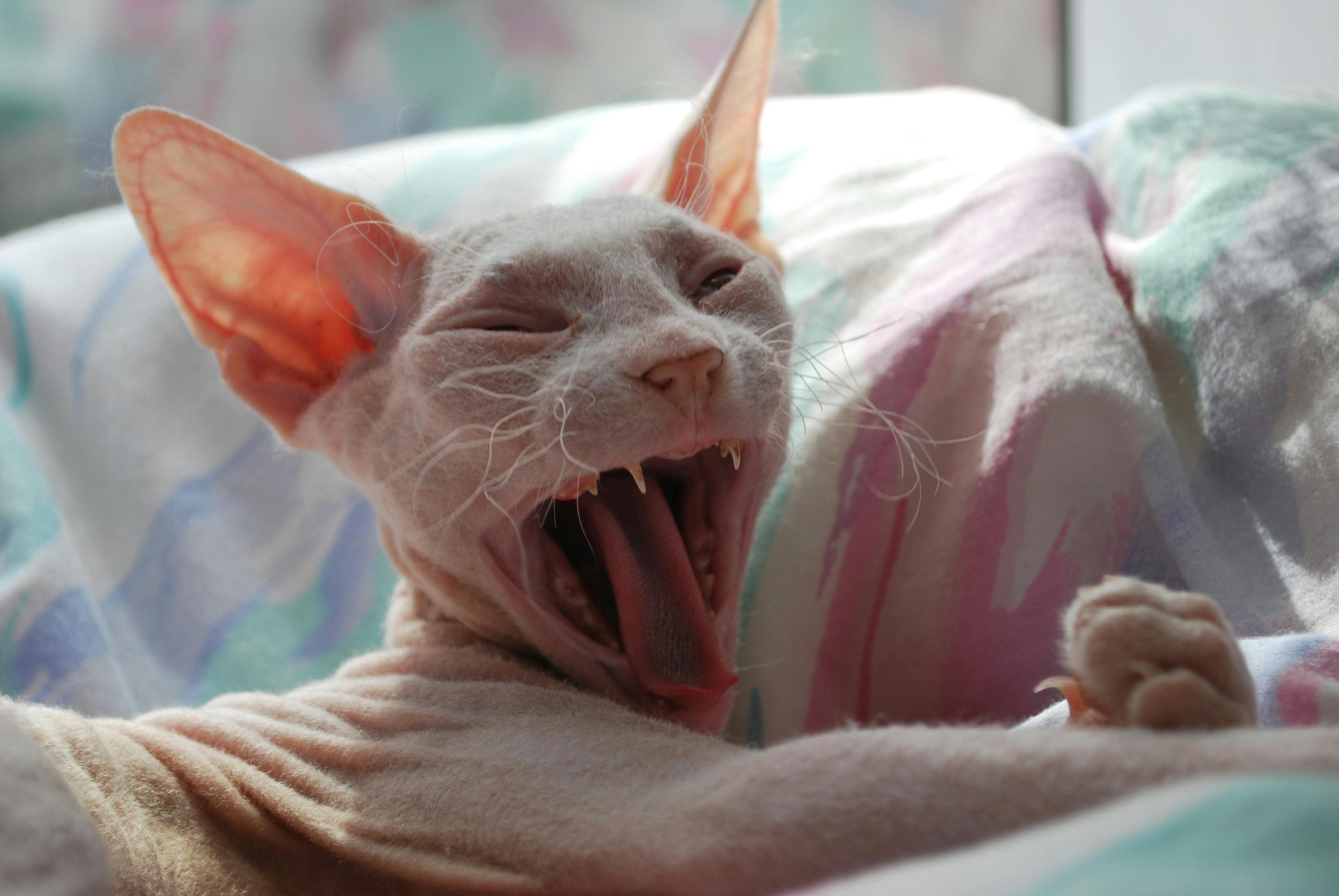 Free stock photo of adorable cat, animal family, animals