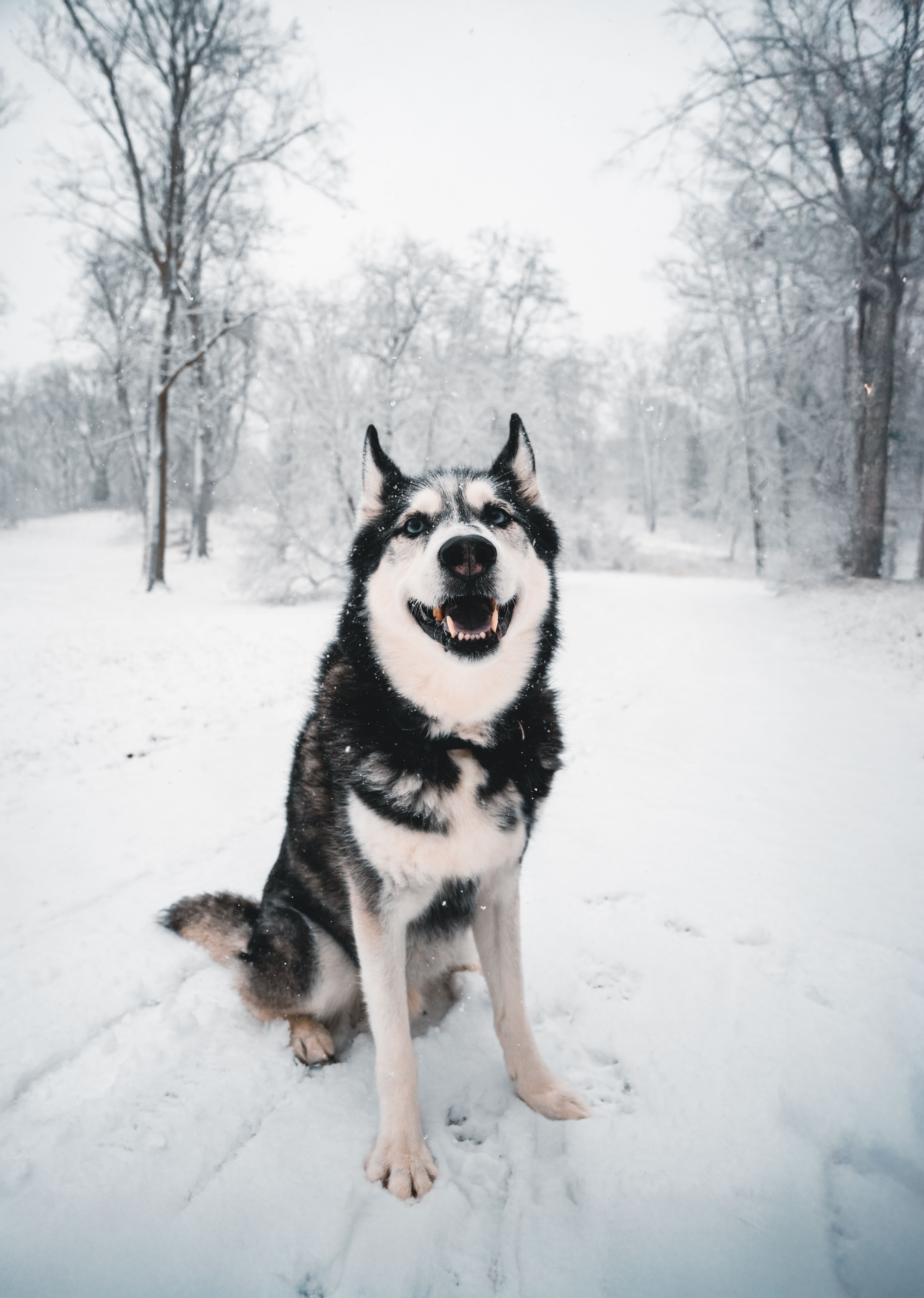 Siberian Husky in Snowy Potsdam Park · Free Stock Photo