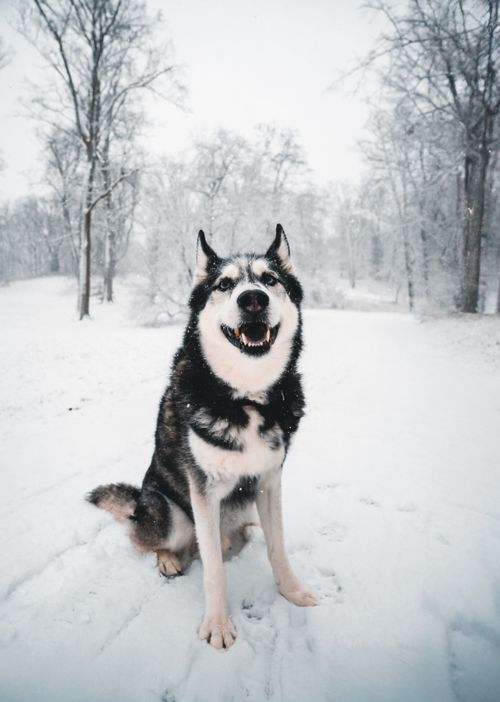 Free Siberian Husky enjoying a snowy winter day in a park in Potsdam, Germany. Stock Photo