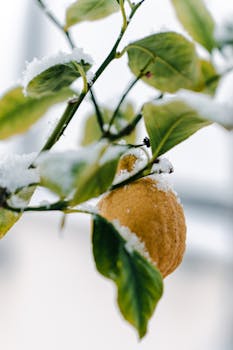 Close-up of a lemon fruit covered in snow on a branch, showcasing winter weather effects on citrus plants.