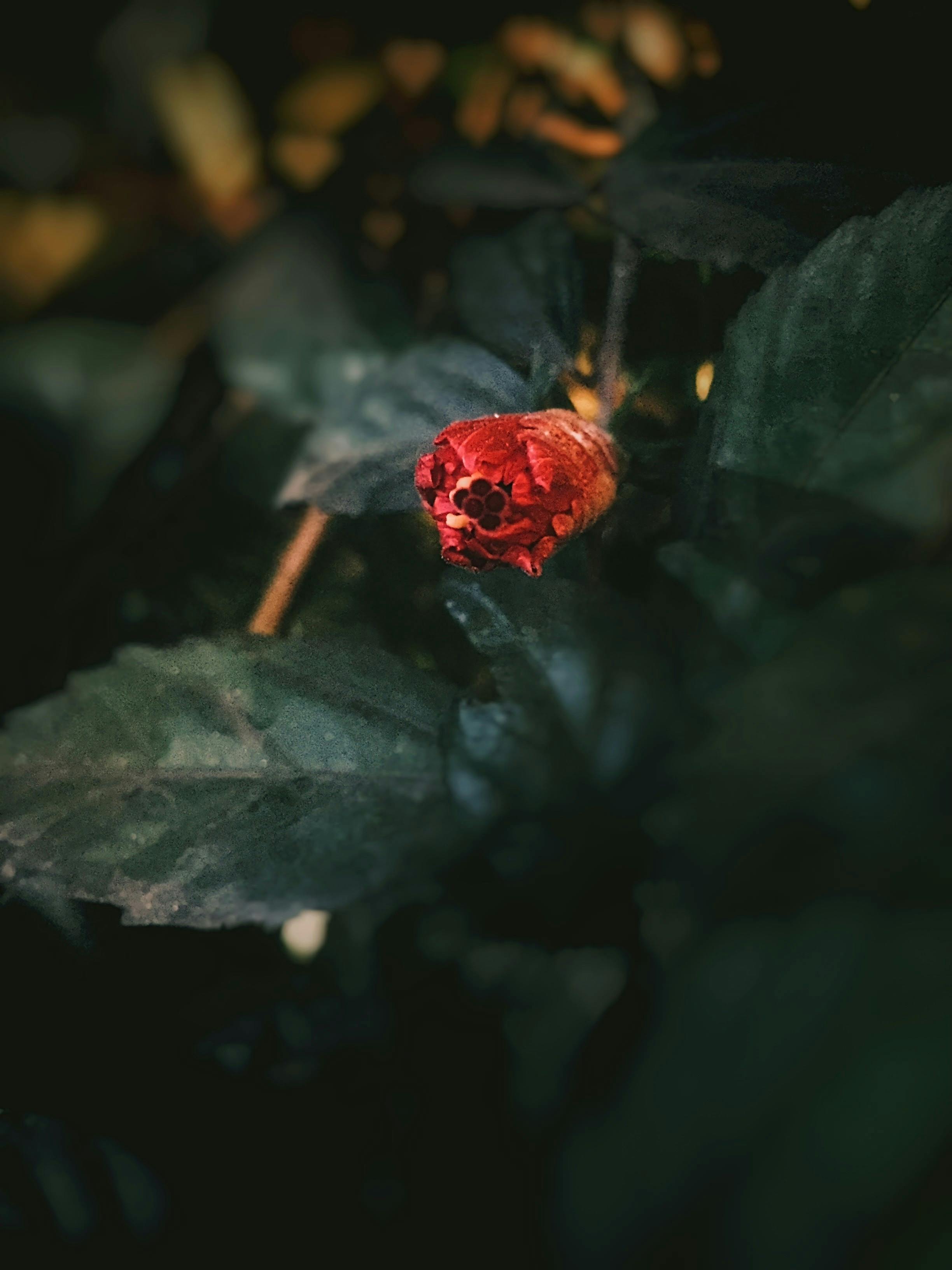 When to Prune a Hibiscus⁢ for Vibrant⁣ blooms all Season Long