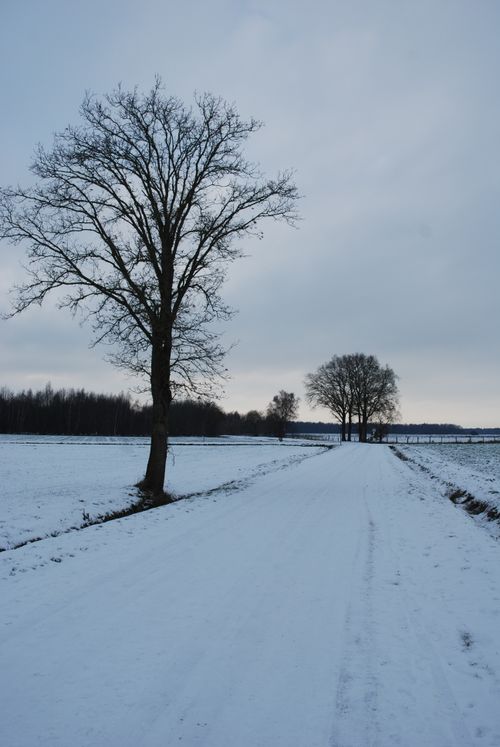 Free Serene winter scene with snow-covered road lined by bare trees in Turnhout, Belgium. Stock Photo