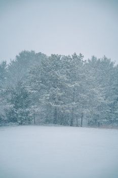 A tranquil winter forest covered in snow, capturing the peaceful essence of nature during a snowfall.