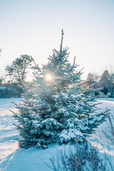 Serene winter landscape with sunlight on a snow-covered pine tree.