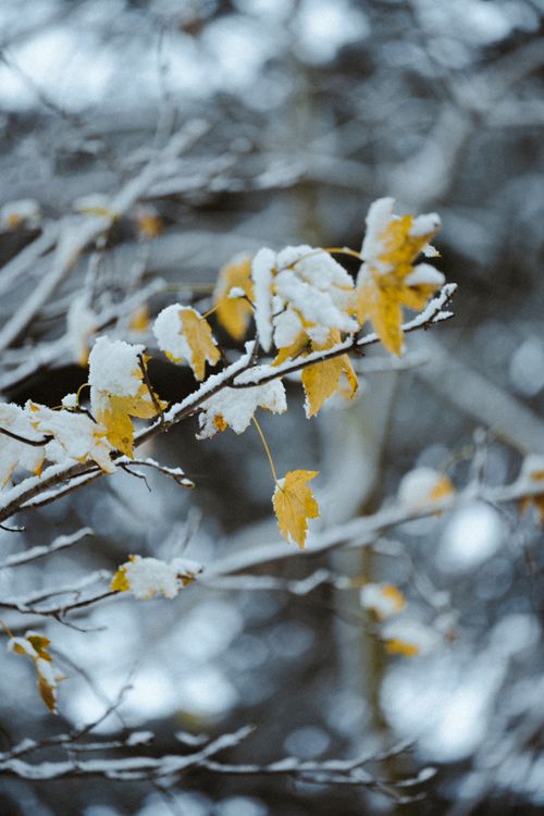 Free Close-up of yellow leaves dusted with snow in Istanbul, capturing a serene winter scene. Stock Photo