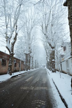 Snow-covered street lined with bare trees in winter, Beykoz, İstanbul.