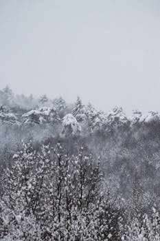 Serene snowy landscape of a pine forest in Mengen, Bolu, Türkiye, captured in winter.