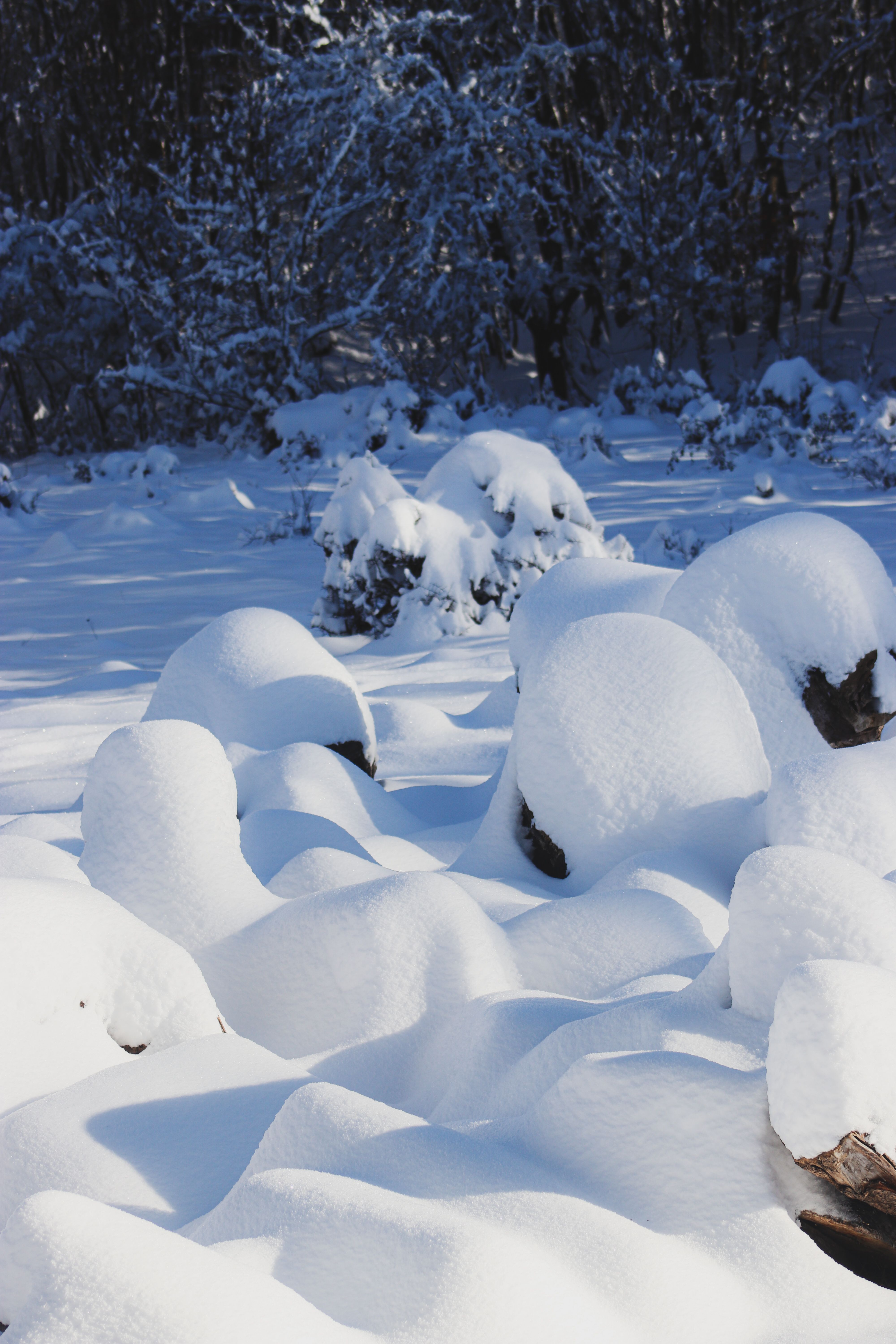 January Snow Photos, Download The BEST Free January Snow Stock Photos ...