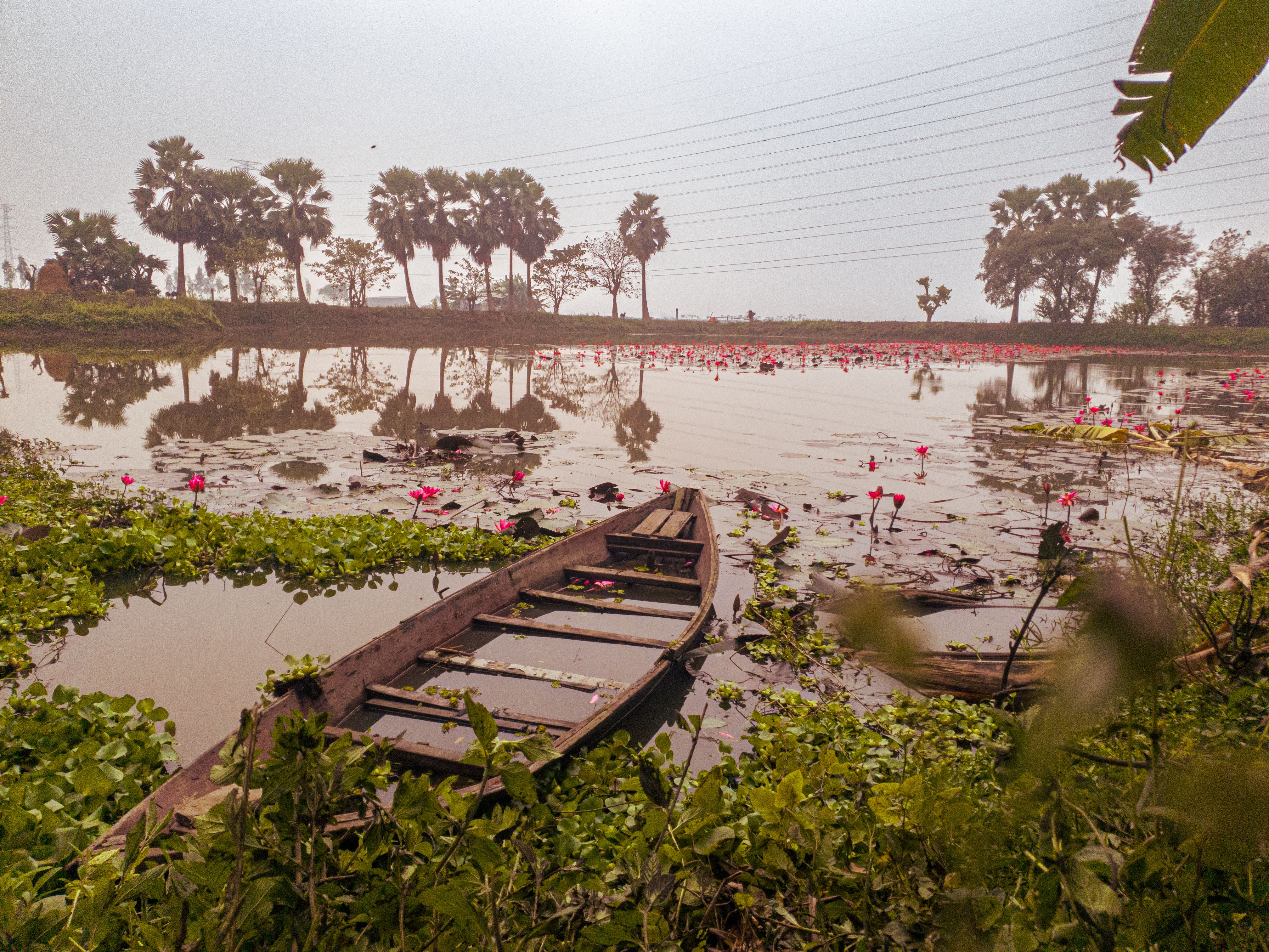 Free A tranquil scene of a wooden boat on a lily-covered pond surrounded by palm trees. Stock Photo
