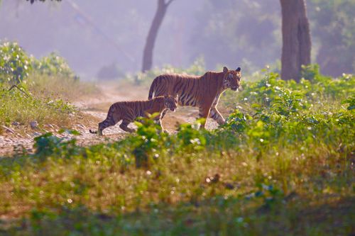 Free stock photo of 4k, animal love Stock Photo