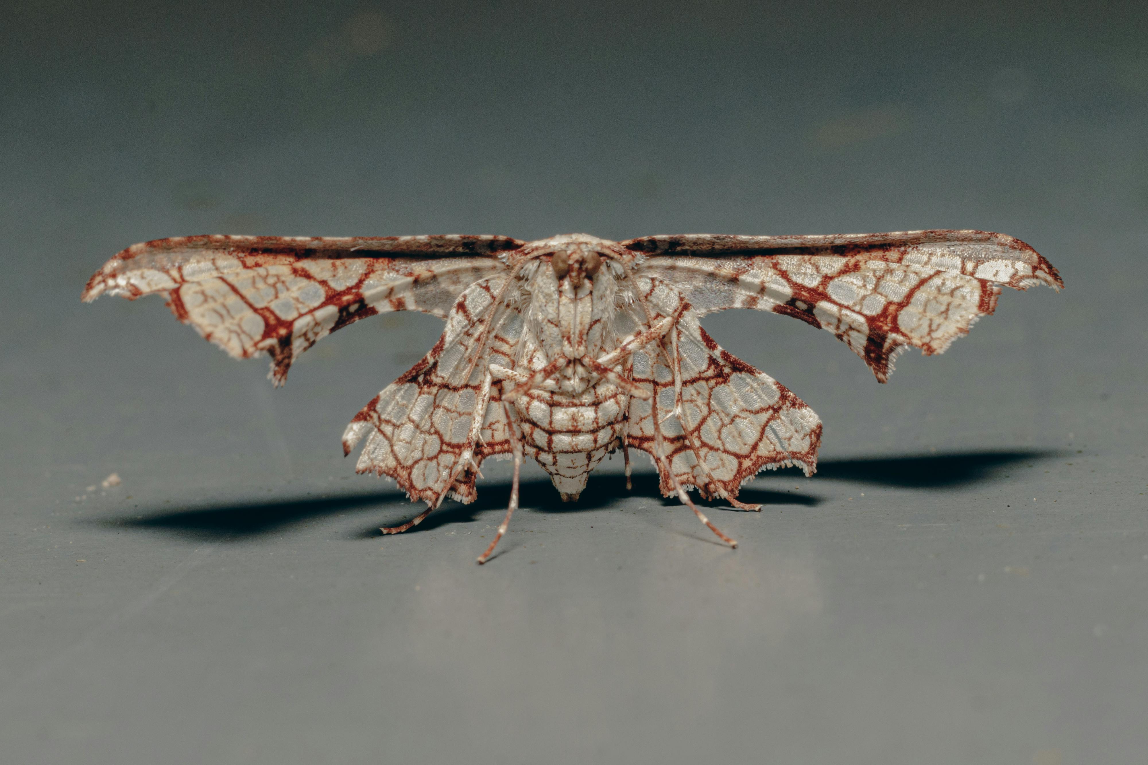 Close‑up of pantry moths fluttering near stored grains