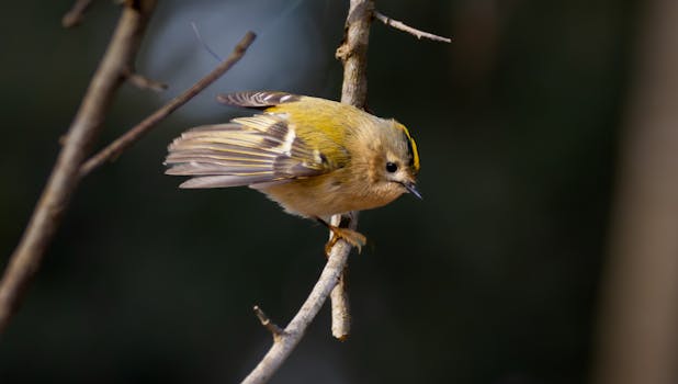 Primo piano di un Regolo corona dorata appollaiato su un ramo spoglio.