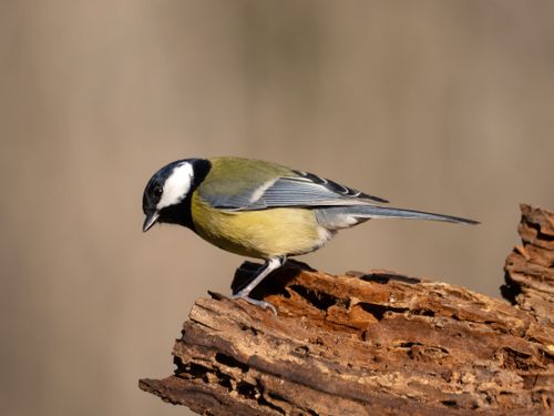 Free A great tit bird perched on a tree branch showing its distinctive plumage in natural surroundings. Stock Photo