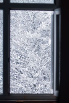 View of snow-laden trees through a window, evoking winter calm.