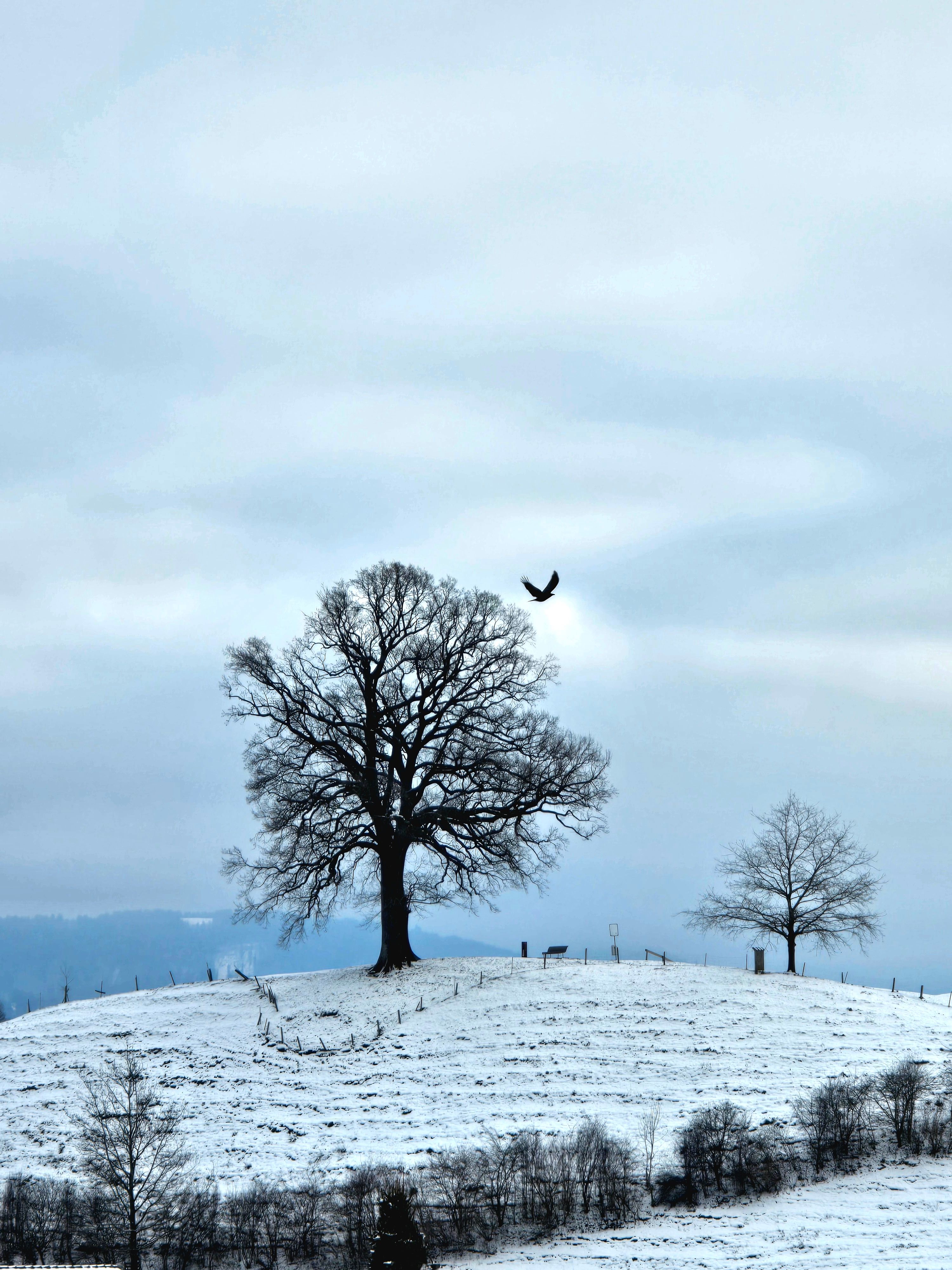 Serene Winter Landscape with Lone Tree and Bird · Free Stock Photo