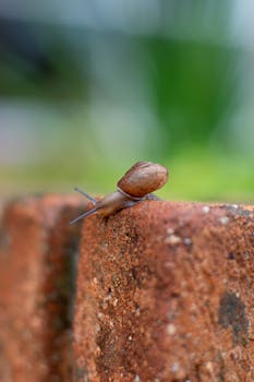 Close-up of a small snail climbing a red brick wall in a garden setting.