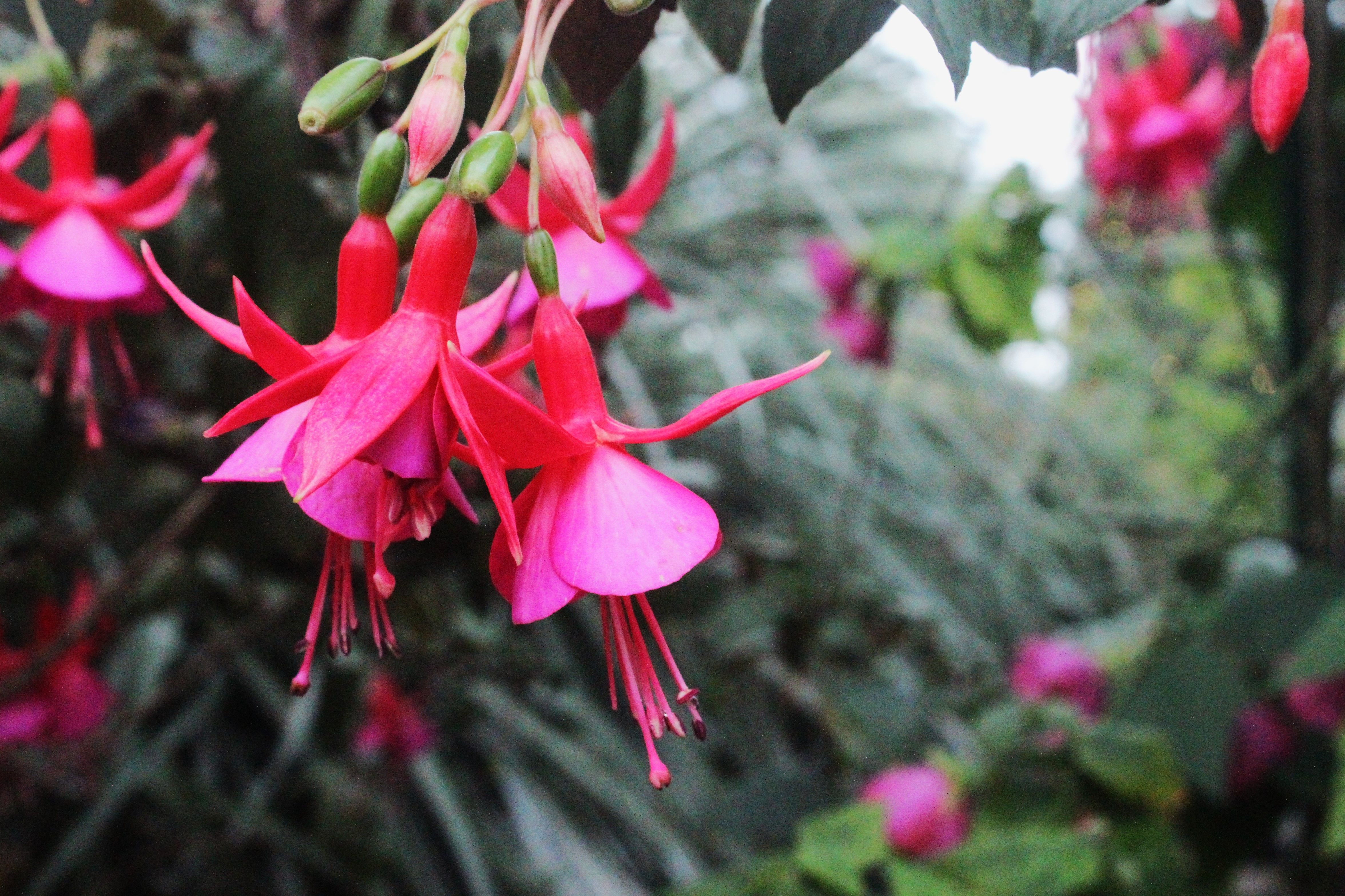 A detailed close-up of vibrant pink fuchsia flowers, showing their unique shape and color.
