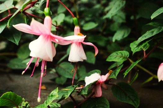 Close-up of pink and white fuchsia flowers surrounded by green leaves.