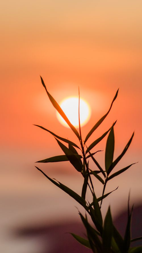 Free A peaceful bamboo silhouette against a vivid sunset sky, capturing nature's tranquility. Stock Photo